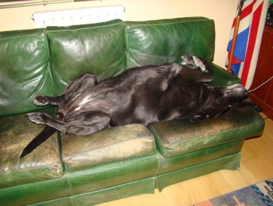 Bossy durmiendo en su sofá